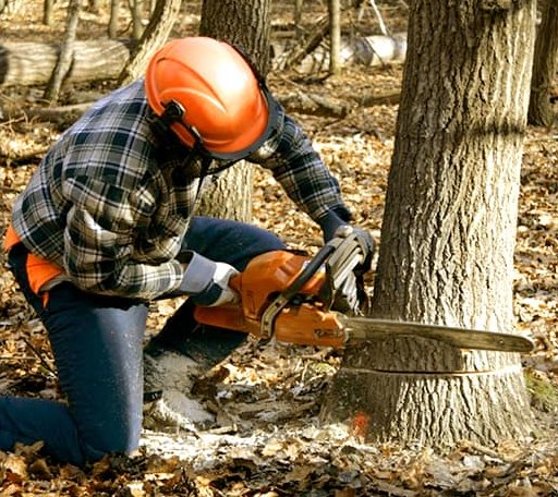 Tree Removal in Aberdeen, ID